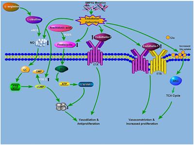 Glutaminolysis: A Driver of Vascular and Cardiac Remodeling in Pulmonary Arterial Hypertension